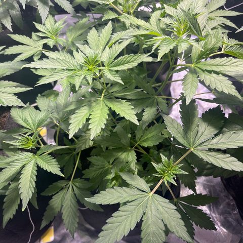 Purple Zkittlez RBX growlog timeline photo