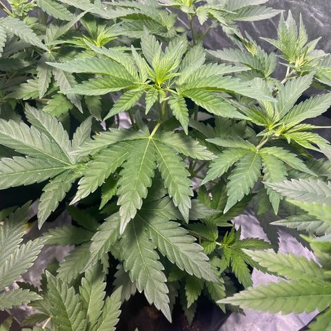 Purple Zkittlez RBX growlog timeline photo