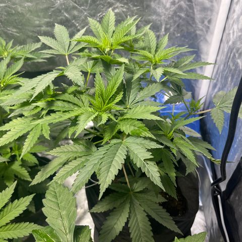 Funkfetti growlog timeline photo