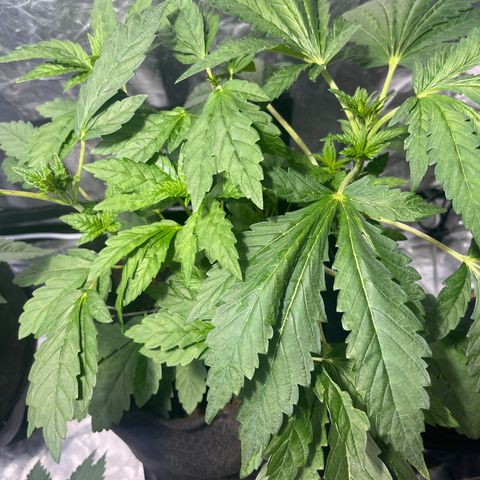 Funkfetti growlog timeline photo