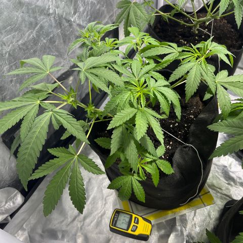 Soju growlog timeline photo