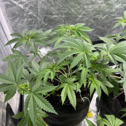 Sticky glue growlog timeline photo