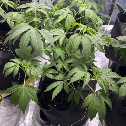 Purple Zkittlez RBX growlog timeline photo