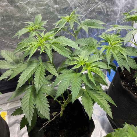 Purple Zkittlez RBX growlog timeline photo