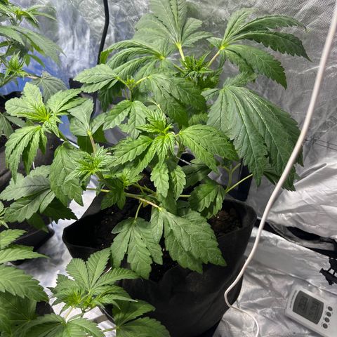 Funkfetti growlog timeline photo