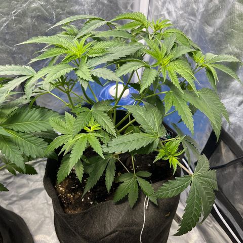 Funkfetti growlog timeline photo