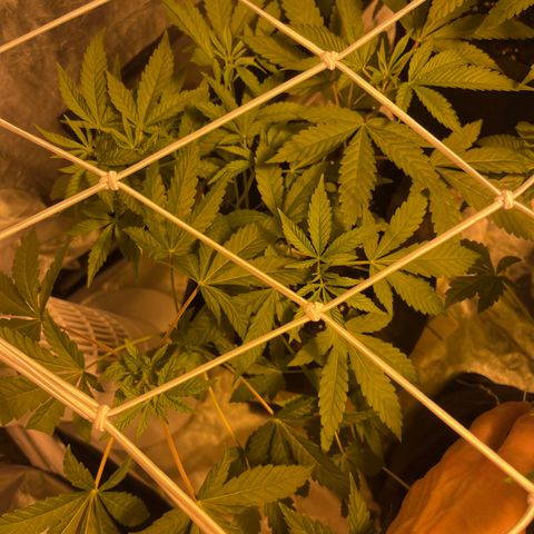 Soju growlog timeline photo