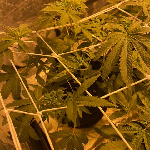 Sticky glue growlog timeline photo