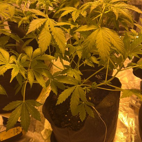 Purple Zkittlez RBX growlog timeline photo