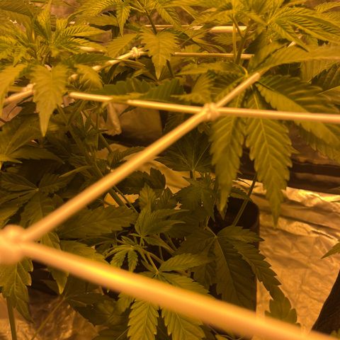 Purple Zkittlez RBX growlog timeline photo