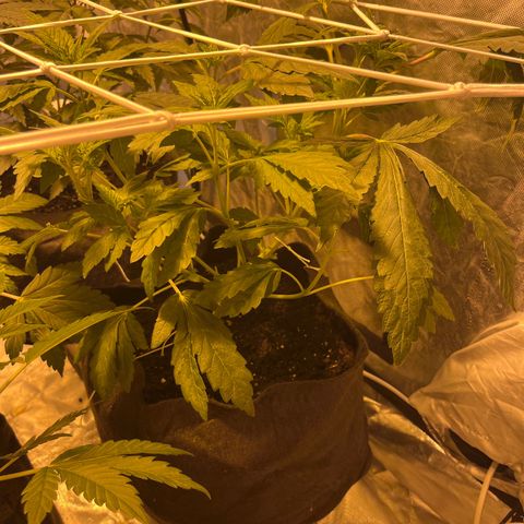 Funkfetti growlog timeline photo