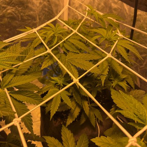 Funkfetti growlog timeline photo
