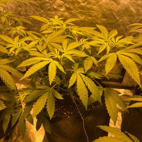 Soju growlog timeline photo