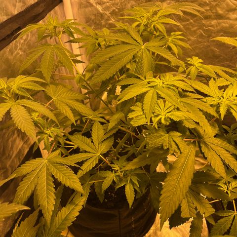 Sticky glue growlog timeline photo