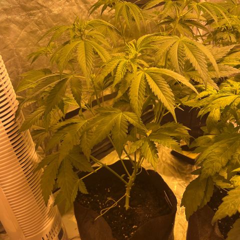 Purple Zkittlez RBX growlog timeline photo