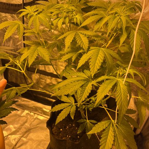 Purple Zkittlez RBX growlog timeline photo