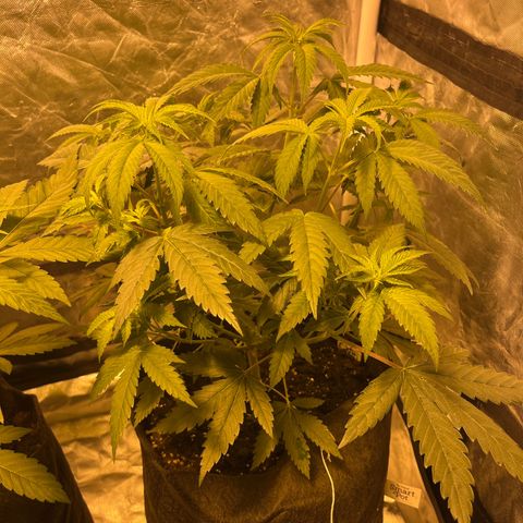 Funkfetti growlog timeline photo