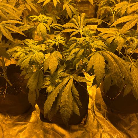 Funkfetti growlog timeline photo