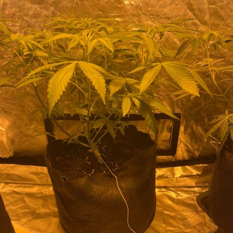 Soju growlog timeline photo