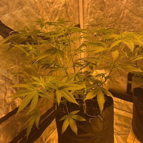 Sticky glue growlog timeline photo
