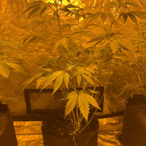 Purple Zkittlez RBX growlog timeline photo