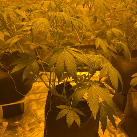 Purple Zkittlez RBX growlog timeline photo
