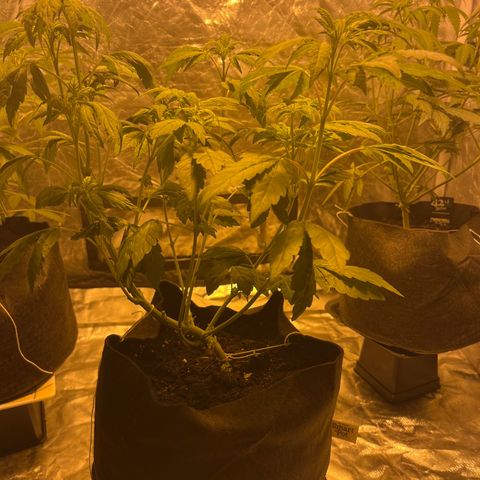 Funkfetti growlog timeline photo