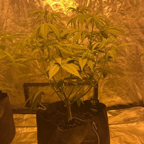 Funkfetti growlog timeline photo
