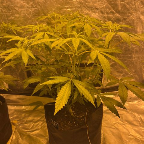 Soju growlog timeline photo