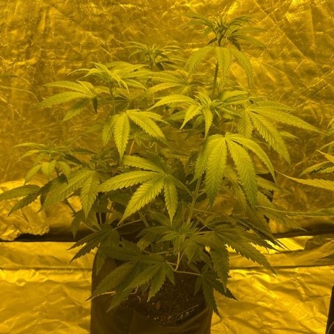 Funkfetti growlog timeline photo