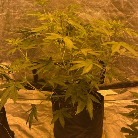 Sticky glue growlog timeline photo