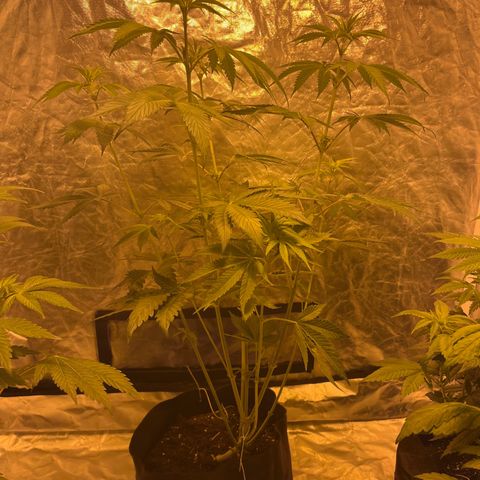 Purple Zkittlez RBX growlog timeline photo