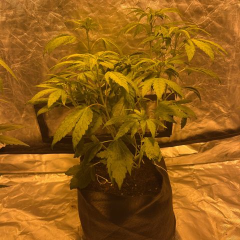 Funkfetti growlog timeline photo