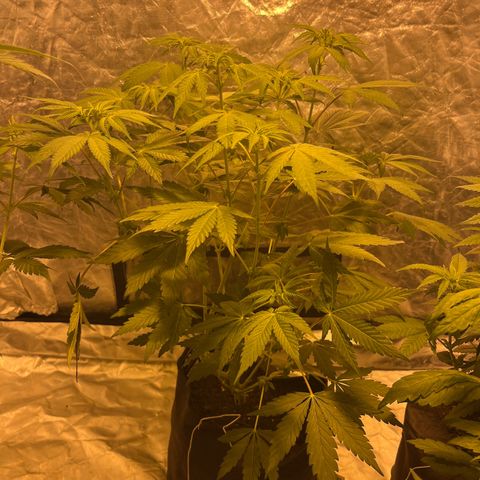 Purple Zkittlez RBX growlog timeline photo