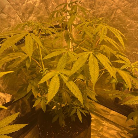 Soju growlog timeline photo