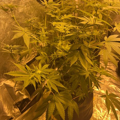 Sticky glue growlog timeline photo