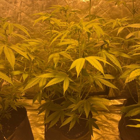 Funkfetti growlog timeline photo