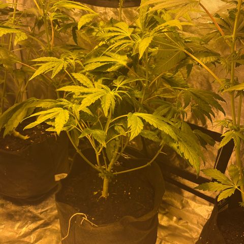 Funkfetti growlog timeline photo