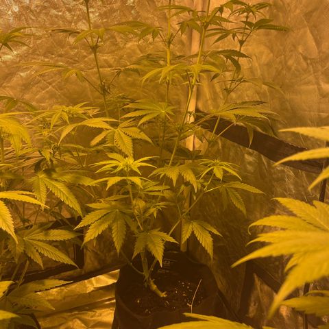 Purple Zkittlez RBX growlog timeline photo