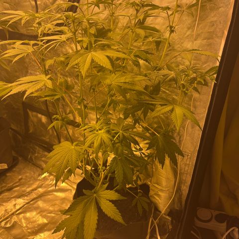 Purple Zkittlez RBX growlog timeline photo