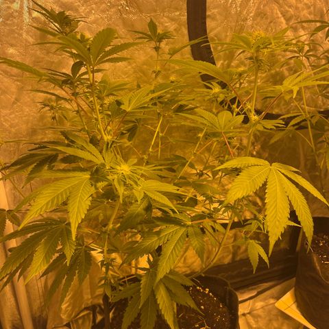 Sticky glue growlog timeline photo