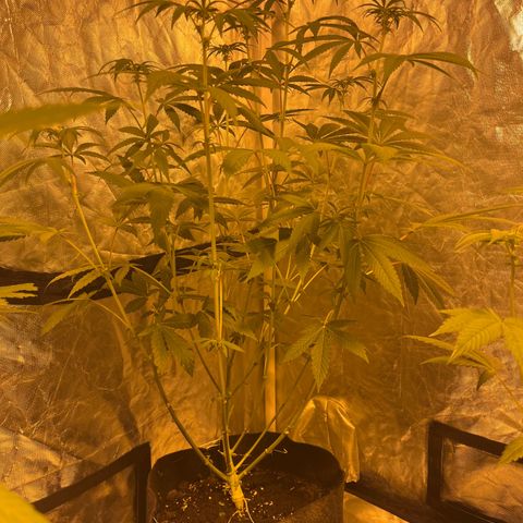 Soju growlog timeline photo
