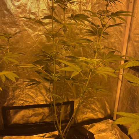 Purple Zkittlez RBX growlog timeline photo