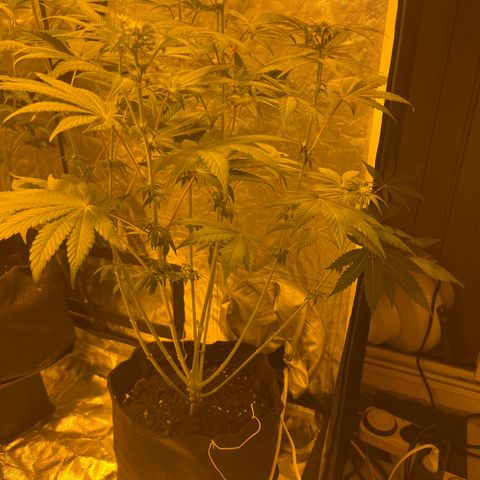 Purple Zkittlez RBX growlog timeline photo