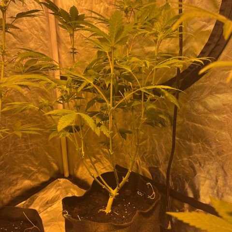 Funkfetti growlog timeline photo