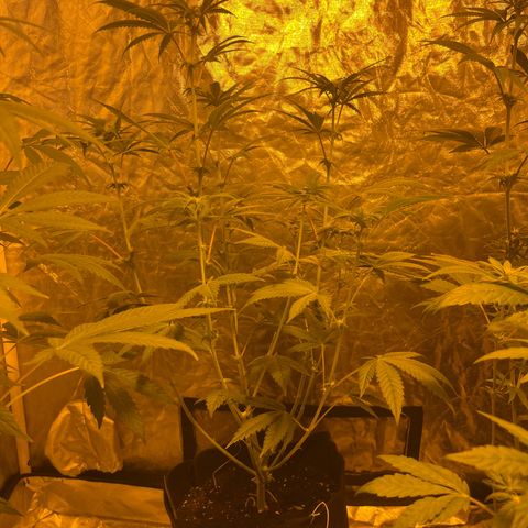 Funkfetti growlog timeline photo