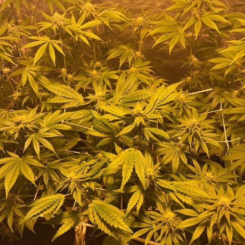 Funkfetti growlog timeline photo
