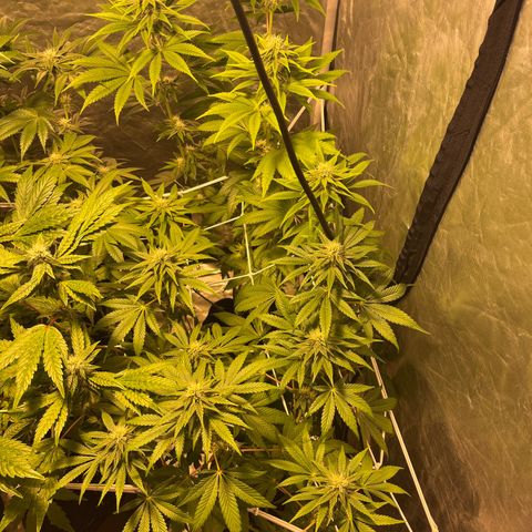Purple Zkittlez RBX growlog timeline photo