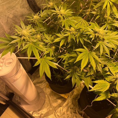 Sticky glue growlog timeline photo