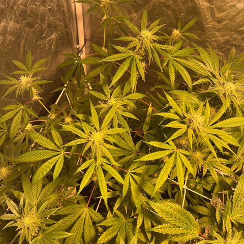 Soju growlog timeline photo